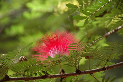 Flowering Tree